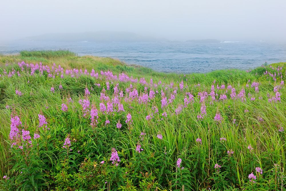Canada-Nova Scotia-Bay of Fundy Fireweed and fog on bay art print by Jaynes Gallery for $57.95 CAD